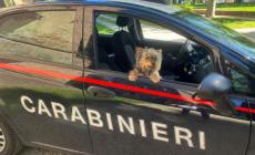 Spruzza spray urticante al cane: denunciato un sansecondino