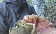 Il maxi-fungo da 1,6 kg trovato da Massimo