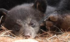 Orsi e lupi a rischio? Ecco i cani antiveleno 