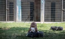 Canile-gattile comunale, matrimonio finito con «Il Ciottolo» subentra la Multiservice di Vincenzo Arena. La goccia? Il cane Positano