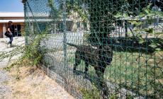 Canile, il Comune annuncia un bando per la nuova gestione