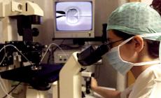 Scienziati di Parma in campo per il trapianto di rene del maiale