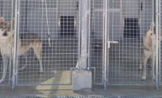 I volontari: «Così salviamo i cani dal caldo»