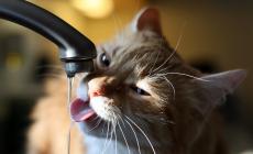 Mister Gatto e tutti i suoi amori. L'abc dei felini