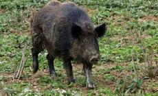 Collecchio, fa una passeggiata all'alba: inseguito da due cinghiali