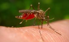 West Nile, due nuovi ammalati in provincia. E in città allerta per un caso sospetto di Dengue