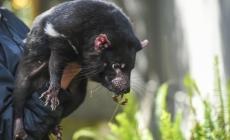 I diavoli della Tasmania tornano in Australia dopo 3.000 anni