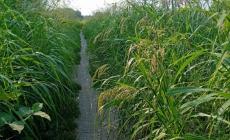 C'era una volta la pista ciclabile per Baganzola