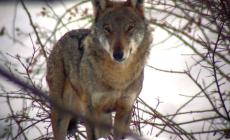 Attacchi dei lupi. La Regione si mobilita