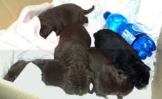 Cinque cuccioli cercano casa: erano stati gettati in un cassonetto