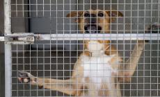 Le associazioni animaliste: &laquo;Il sindaco tolga la delega alla Paci&raquo;