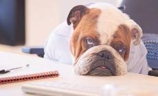 Anche gli animali soffrono per la fine delle vacanze