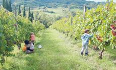 Vini di Vignaioli, l'emergenza sanitaria fa saltare la rassegna
