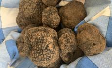 La cerca e la cavatura del tartufo entrano nel patrimonio Unesco