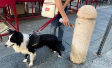 La bottiglia anti-pip&igrave; per i cani? Pochi la usano e c'&egrave; chi brontola