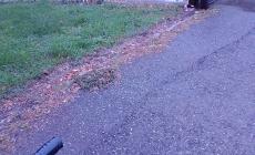 Il parco Nord abbandonato ai vandali - Foto