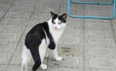 SOS Amici animali