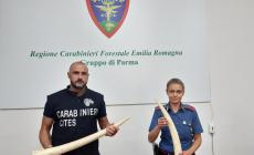 Sequestrate dai Carabinieri due zanne d’avorio di elefante al Mercanteinfiera