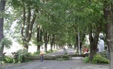 Albero cade in strada: paura a Fontanelle. E a Parma un ramo sul tetto della Croce Rossa