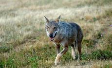 Attacchi dei lupi: la Regione stanzia 225 mila euro