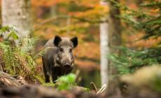 Peste suina, stop alla caccia al cinghiale