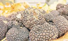La  Fiera del tartufo di Fragno non si arrende:  domenica si comincia