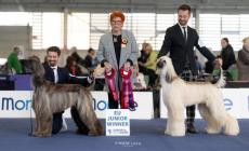 Cani da podio, Parma «sbanca» in Europa