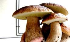 Come conservare e cucinare i funghi