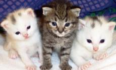 Tabiano, decimata una colonia felina, spariti una decina di gatti