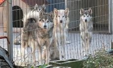 Trovati 50 cani di razza e cuccioli in un allevamento della Bassa Parmense: un piccolo morto e altri feriti