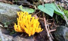 La meraviglia del bosco "fiorito" di funghi - Foto 