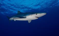 Turista attaccata da uno squalo ai Caraibi, perde la gamba