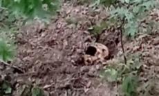Borgotaro, il teschio trovato nei boschi non è di Florentina