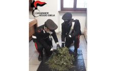 Nel sottotetto condominiale l'essiccatoio della marjuana: 17enne denunciato