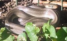 Berceto, trova un serpente Saettone in giardino