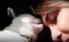 Gatti e proprietari: tali e quali!