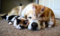 Pet food a Mamiano, presto il nuovo impianto