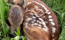 Capriolo disperso sarà curato a Parma