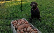 Quando patate e porri sfamavano le famiglie d'inverno