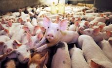 Etichettatura carni: Agrinsieme chiede maggiore rigore