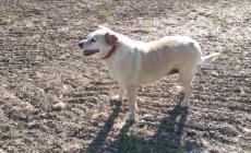 Nuovi attacchi dei lupi, altri quattro cani uccisi. L'ultimo caso &egrave; quello di Neve