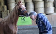 La lezione di Francois Pignon, l'uomo che sussurra ai cavalli