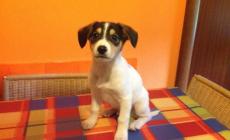Cani avvelenati con una spugna fritta