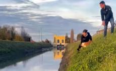 Cucciolo cade nel canale: la madre abbaiando attira i passanti che lo salvano