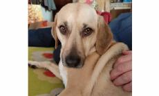 Un altro cane sbranato dai lupi