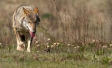 Convenzione di Berna: «Il lupo non è più specie strettamente protetta»