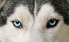 Una domenica coi cani da slitta: torna la "Traversata Appenninica"