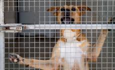 Troppi problemi al canile gattile comunale di Parma: sciopero dei lavoratori 