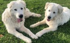 Fidenza, Bella e Rex uccisi dai bocconi avvelenati