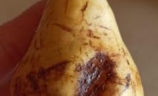 «Cibo di scarsa qualità», «Falso, nessuna lamentela»: è polemica sulla mensa